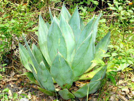 maguey blanco