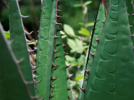 maguey del pedregal