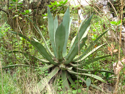 maguey hocimetl