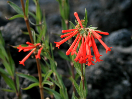 trompetilla