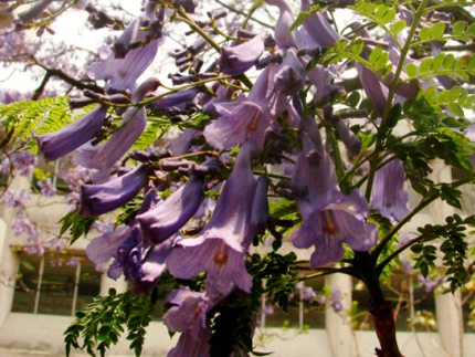 jacaranda