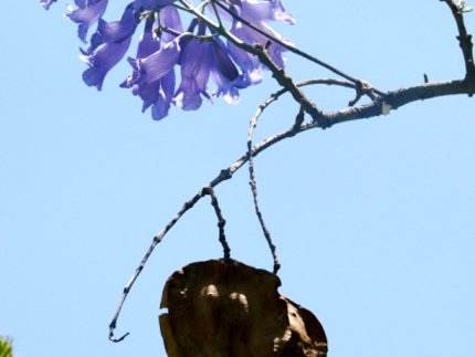 jacaranda