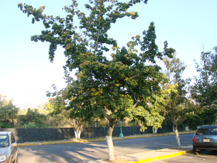 liquidambar