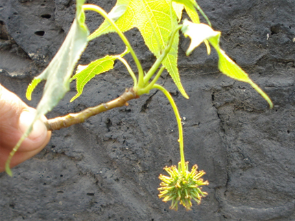 liquidambar