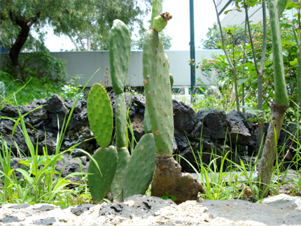 nopal de castilla