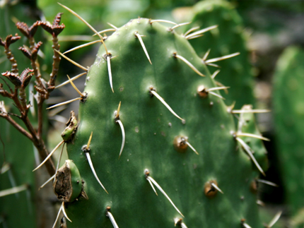 nopal de cerro