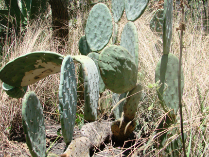 nopal camueso