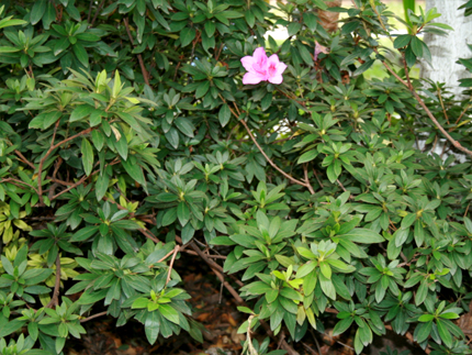 rododendro