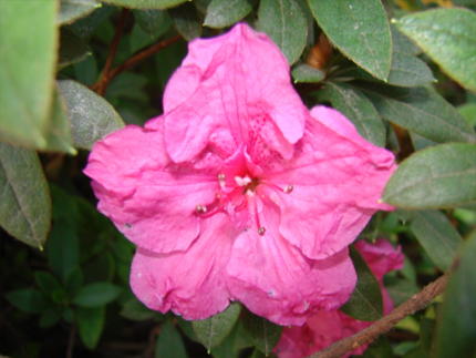 rododendro