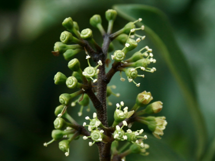 aralia