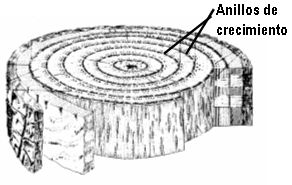 anillo de crecimiento