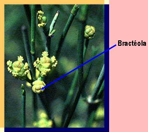 bracteola