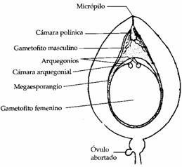 camara arquegonial