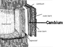 cambium vascular