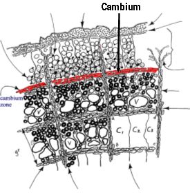 cambium vascular