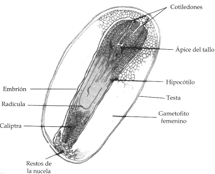 cotiledon