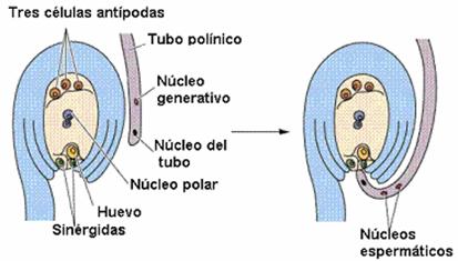 doble fecundacion