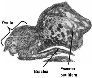 escama ovulifera