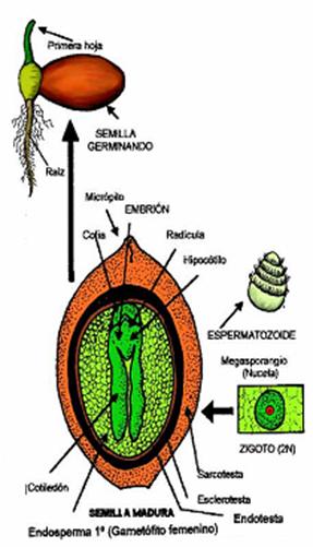 espermatofita