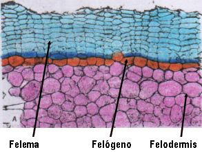 felema