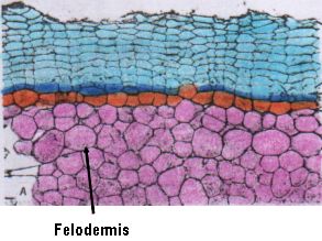 felodermis