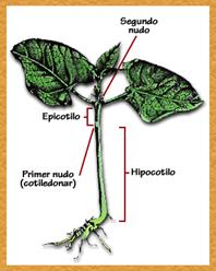 hipocotilo