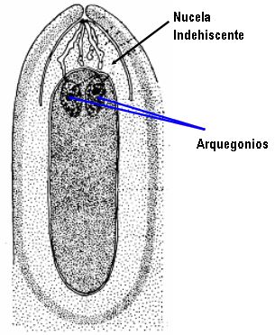 indehiscente