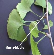 macroblasto