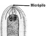 micropilo