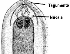 nucela