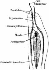 picomicropilar