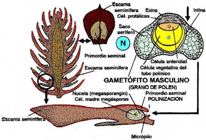 polinizacion