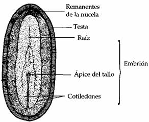 testa