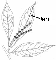 vena