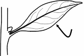 abaxial