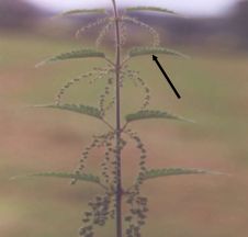abaxial