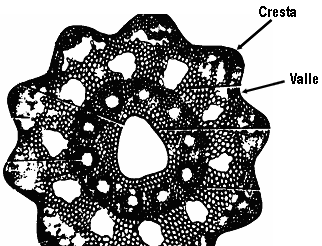 crestas