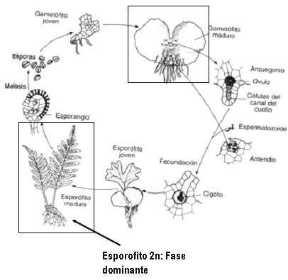 diplobionte diploide