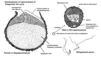 endosporico