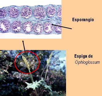 espiga