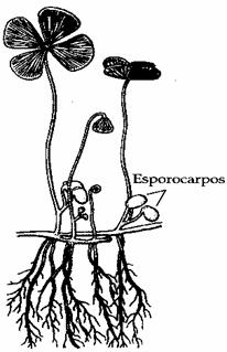 esporocarpo