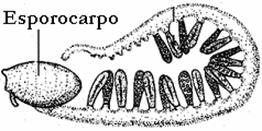 esporocarpo