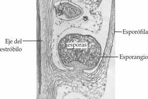 esporofila