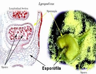 esporofila