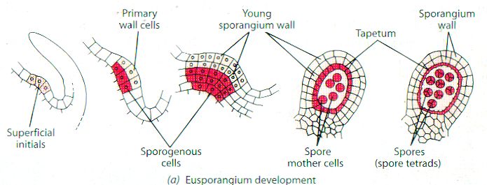 eusporangio