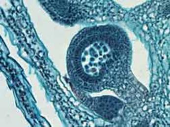 eusporangio