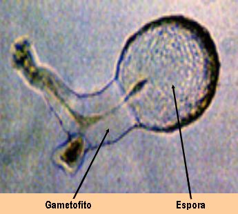 exosporico