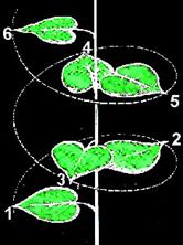 filotaxia