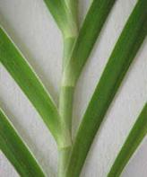 filotaxia
