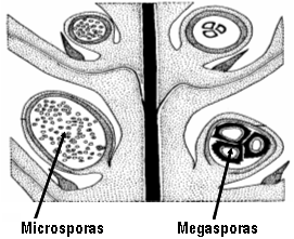 heterosporico